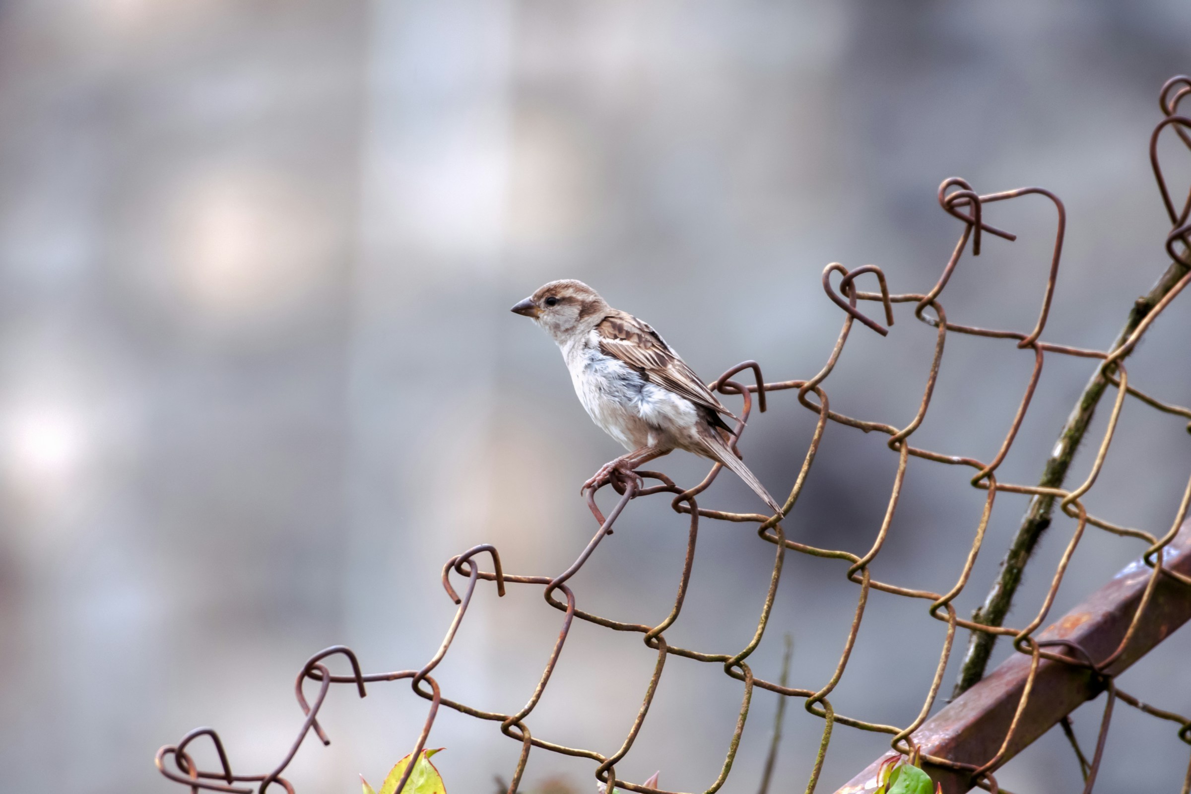 A house sparrow photographed in Dhaka, Bangladesh. The pictured individual is not a local species claim for any other place.